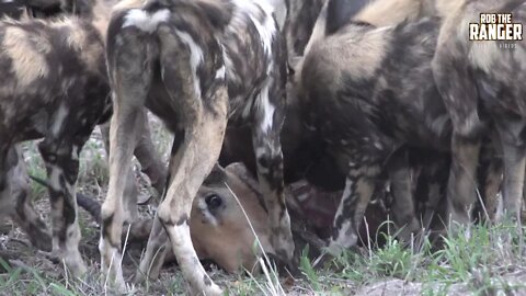 African Wild Dog Pack Eats Whilst Keeping A Leopard Up A Tree