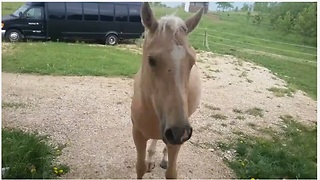 Horse Escapes Her Pasture To Be Closer To Her Owner