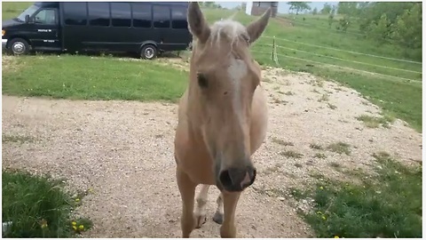 Horse Escapes Her Pasture To Be Closer To Her Owner