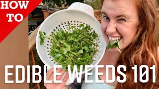 BEGINNERS GUIDE TO EDIBLE WEEDS IN YOUR OWN BACKYARD. LAMBS QUARTERS | Gardening in Canada 👩‍🔬
