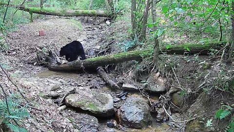 Black Bear Wildlife Cam 3 7/25/21