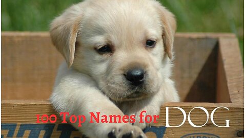 TOP 100 BEST Dog Names For Male