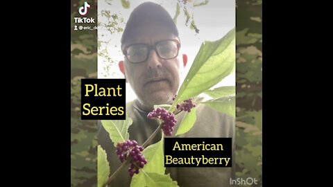 Plant Series: American Beautyberry