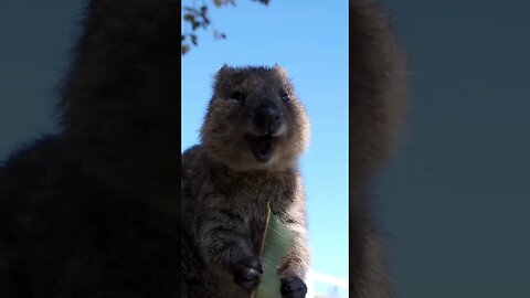 Cute funny Quokka -101