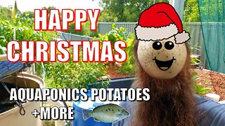 Happy Christmas | Aquaponics Potatoes & MORE