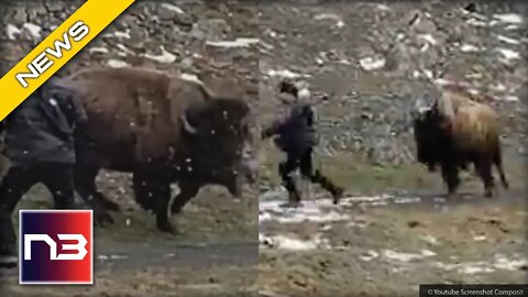 WOMAN In Yellowstone Gets On Wrong End Of A Bison, Gets Charged