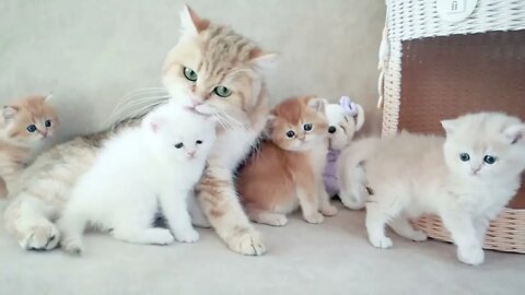 Mom Cat playing and talking to her kittens | Funny cute pets lovers