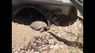 Building a desert tortoise burrow