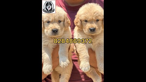 Golden Retriever Puppy All Breed Puppy Available #rk59keenel