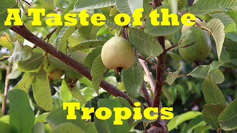 Thinking of Growing Guava? Watch This First! | White Peruvian Guava Harvest/Tasting