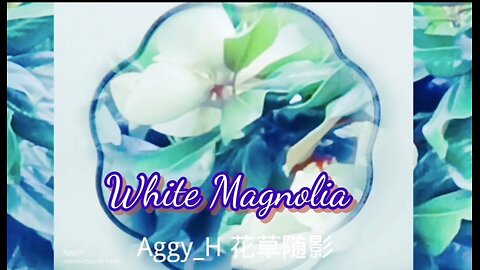 White Magnolia|Magnolia flower|Flower scenery