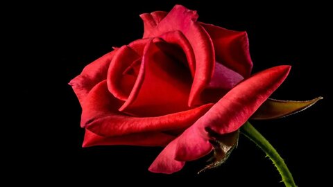 Emotional Romantic Music - Red Rose