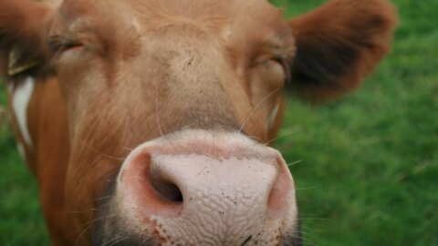 COW VIDEO FOR RELAXATION RELAXING NATURE - Cow Video