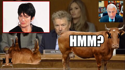 2,000 Cattle Drop Dead, Ghislaine Maxwell Says Cellmate Paid To Kill Her & Rand Paul Grills Fauci!