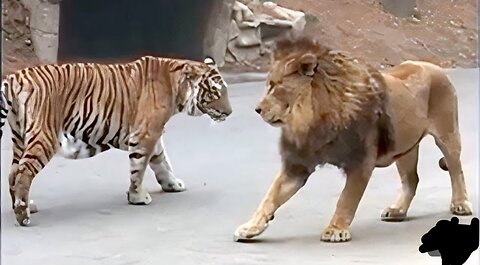 Lion-VS-Tiger-Real-Fight-Tough-Creatures