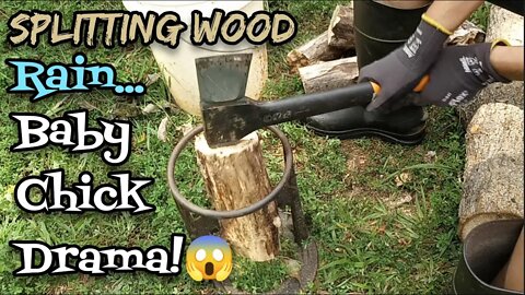 Splitting Wood, Rain, Baby Chick Drama! - Ann's Tiny Life and Homestead