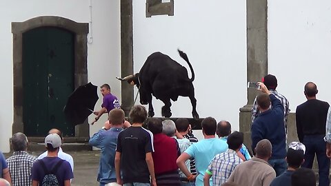 Best Funny Vídeos With Bulls - Clip 12/2015 - Terceira Island Bullfights - Azores