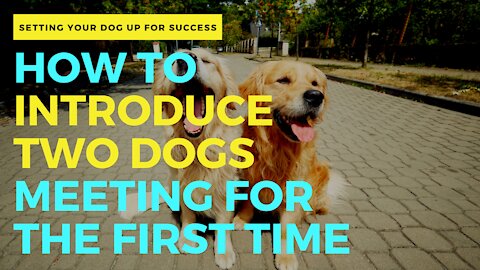 How to Introduce Two Dogs 🐶 Meeting for the First Time