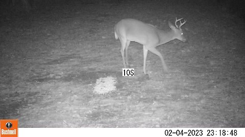 Deer camera Buck Part 4