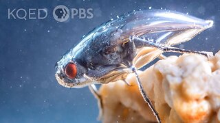 This Daring Fly Swims in a Shimmering Bubble Shield | Deep Look