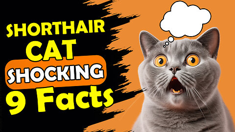 9 FACTS YOU DIDN'T KNOW ABOUT SHORTHAIR CAT