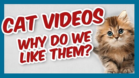 Why Do We Like Cat Videos?