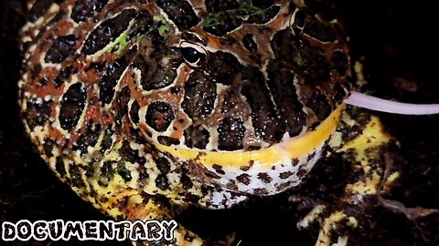 Giant Pac Man Frog Live Feeding Documentary