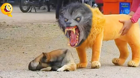 Troll Prank Dog Funny & fake Lion and Fake Tiger Prank To dog