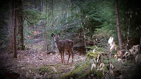 Deer came to visit us on the trailcam