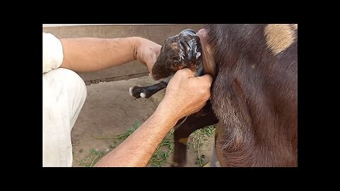 goat giving birth to baby goat | goat farming| goat delivery |bakri ki delivery | bakri delivery|