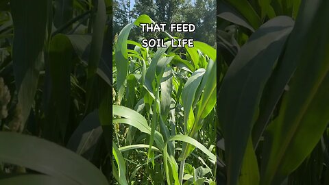 Sorghum Sudan Cover CROP #covercrops #regenerativeagriculture #soilhealth