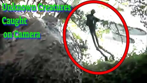 Unknown Creatures Caught on Camera
