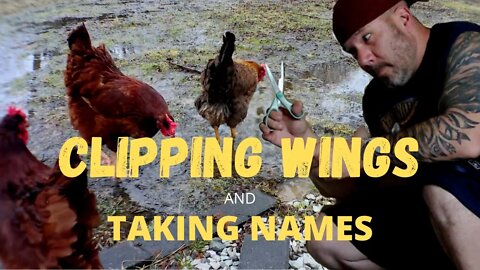 Will THIS Keep Chickens In My BACKYARD? CLIPPING Chickens Wings!