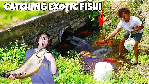 Catching EXOTIC Aquarium FISH!