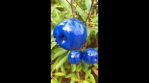 Fruit cutting