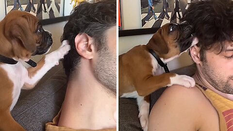 Boxer Puppy Makes Owner Looks Good For Zoom Meeting