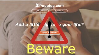 Puppies.Com Beware of This Site!!!!
