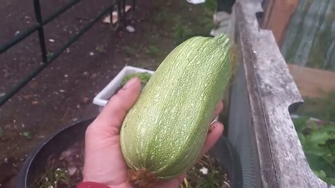 FIRST ZUCCHINI FROM THE GARDEN
