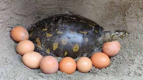 Finding Tortoise and Eggs in Soil Hole _ Boy Searching Tortoise