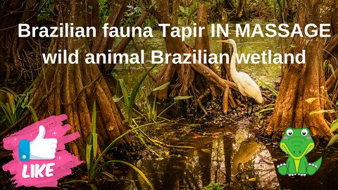 Brazilian Fauna Tapir IN MASSAGE wild animal Brazilian Pantanal