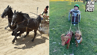 Dachshunds pulling baby in a chariot is 'Ben-Hur'-larious