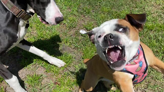 Great Dane Puppy Plays With Little Flying Frenchie Friend