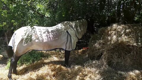 Cleo enjoying a round bale alone