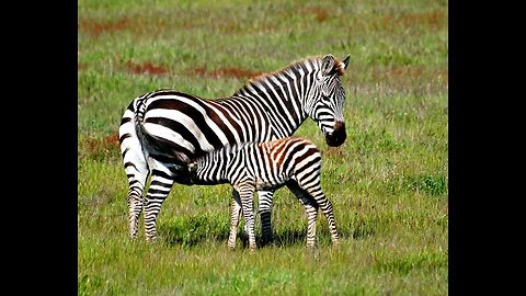 ZebraStripes #ZebraLove #WildZebra #ZebraArt #ZebraPrint #SafariLife #ZebraSpotting