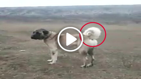 Giant Anatolian Shepherd Dogs at the Mission