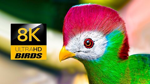 Ultimate Birds Collection 8K TV HDR 60FPS ULTRA HD