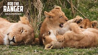 Playful Lion Cubs ( Marsh Pride Satellite Group) | Maasai Mara Safari | Zebra Plains