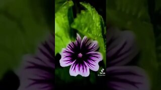 The Beauty of Nature #shorts #reels #tiktok #flowers #photography