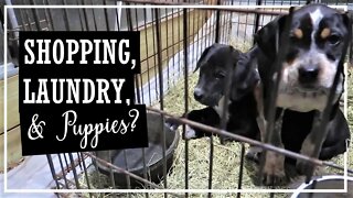 We Have Puppies Now??//DITL//Shopping, Laundry, Hauls