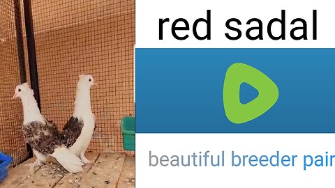 Red sadal feral breeder pair